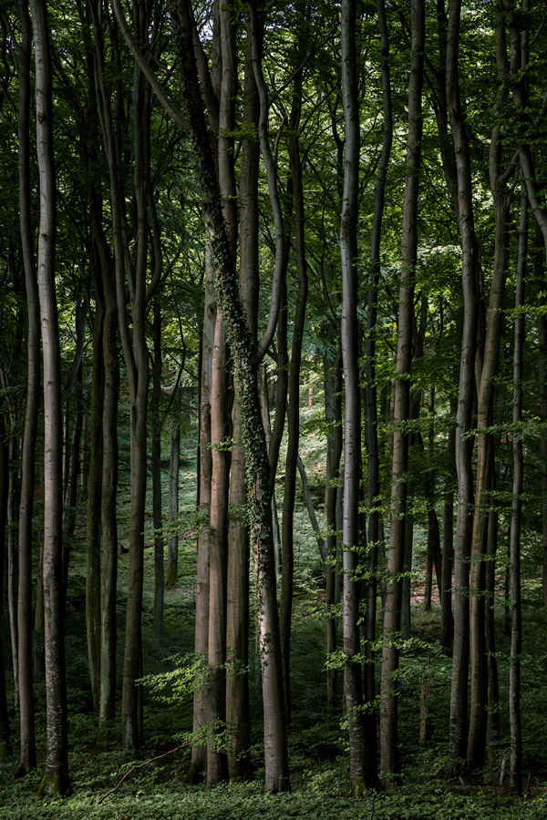 Jasmund – Limited Edition Print | Markus Remscheid