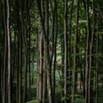 Jasmund – Limited Edition Print von Markus Remscheid