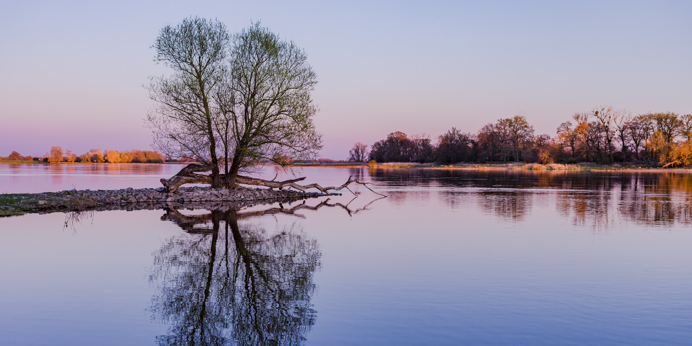 Reflection of a tree at sun set