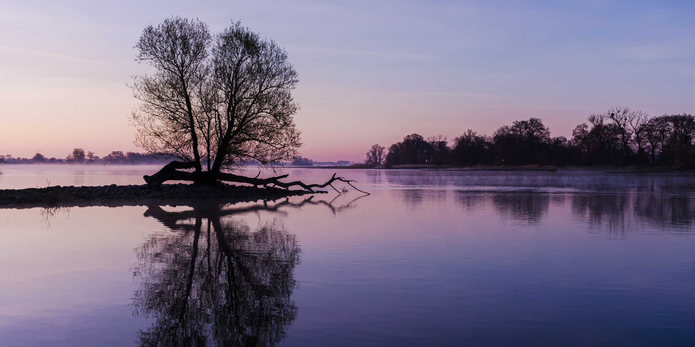 Reflection of a tree at sun rise