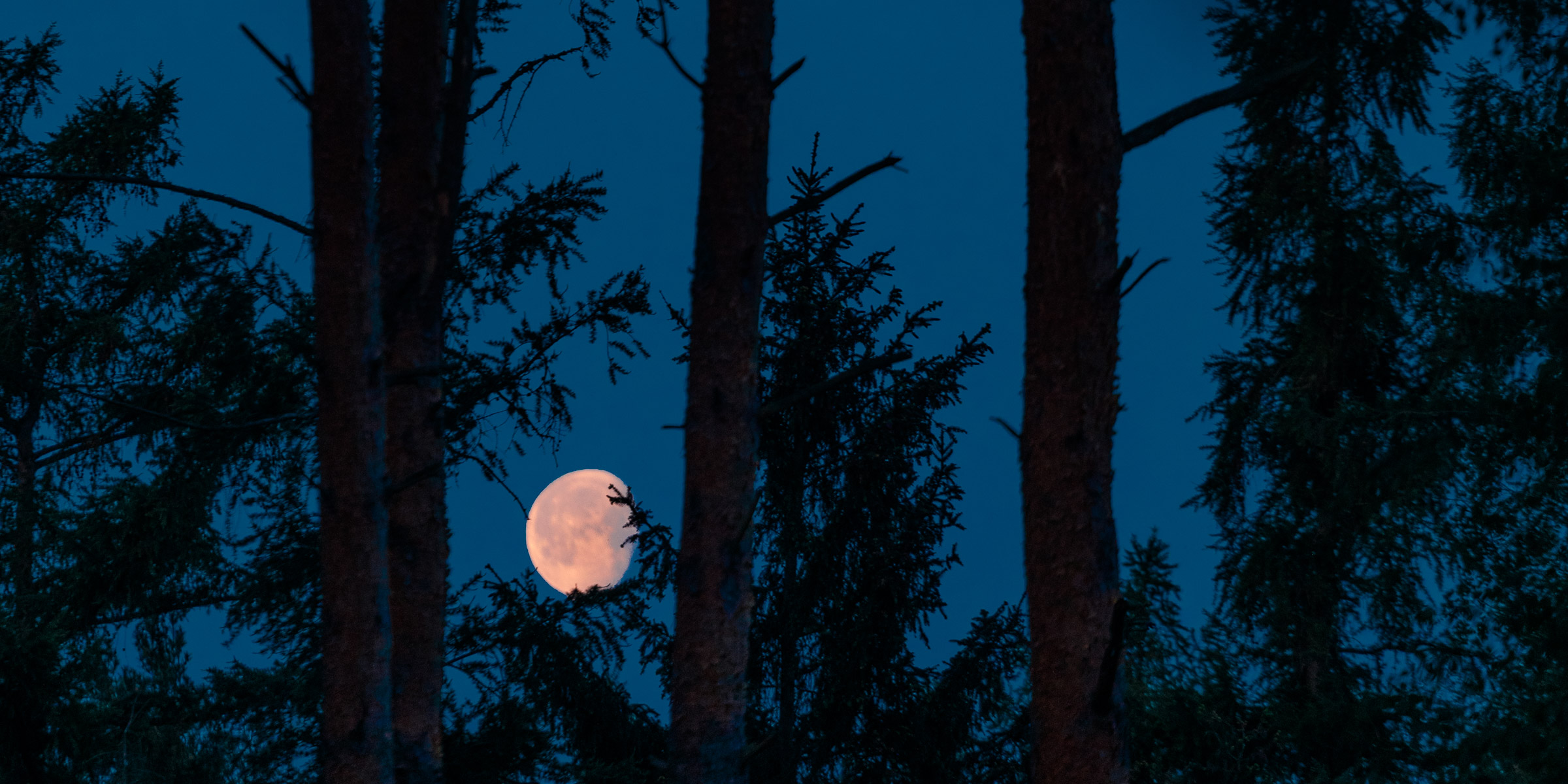Moon set between trees