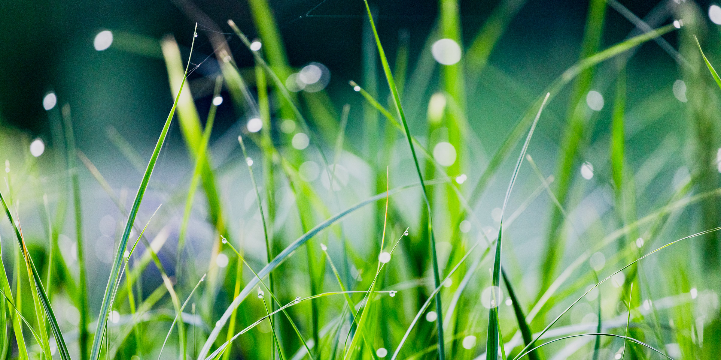 Meadow with morning dew