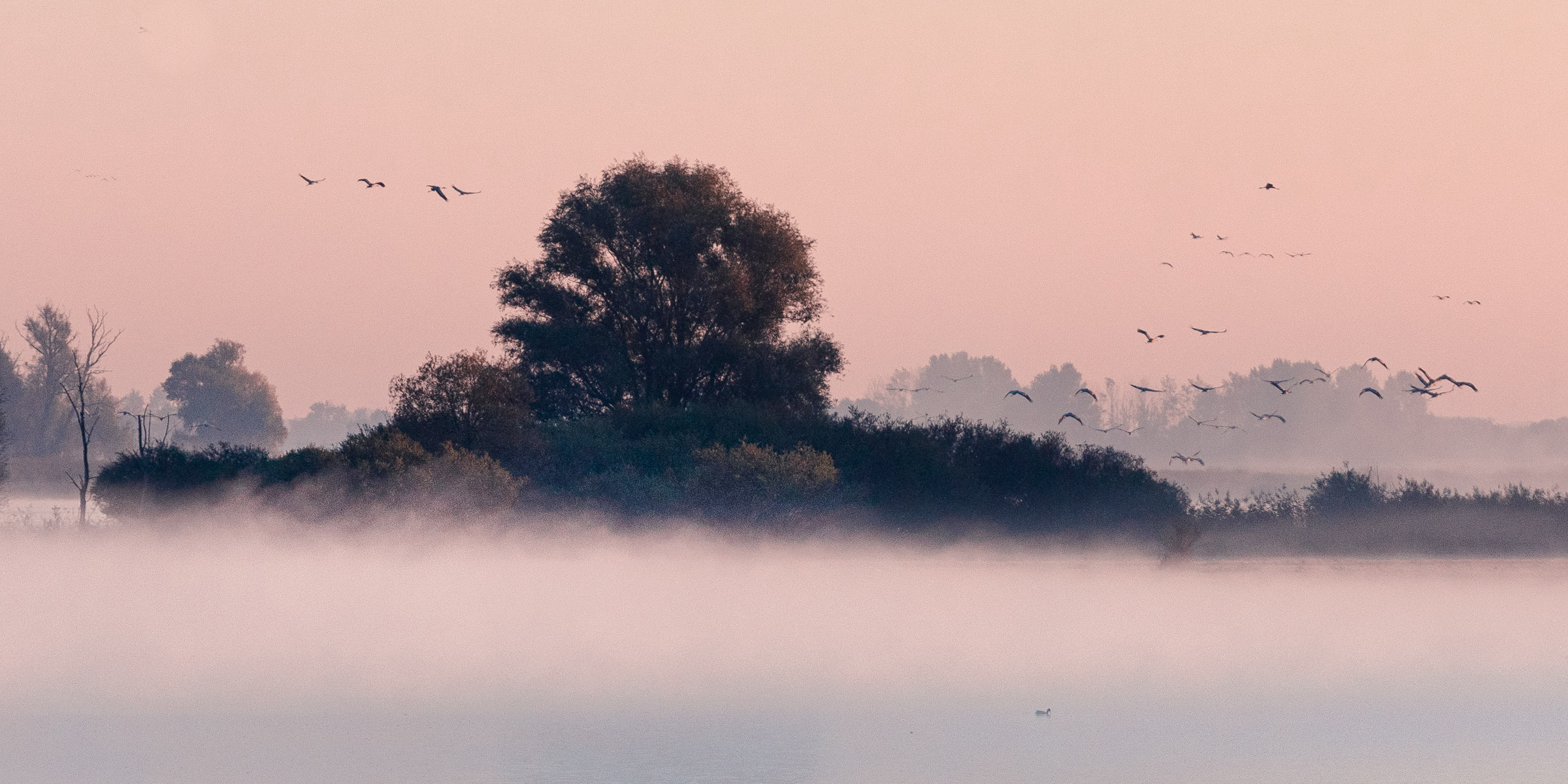 Trees in the morning mist