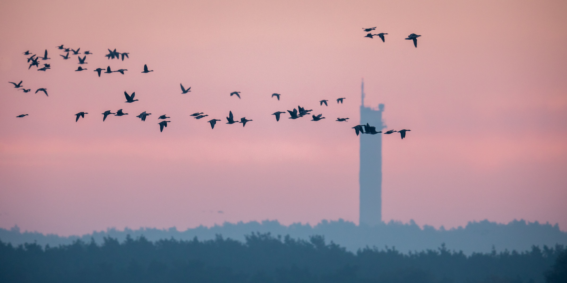Flying Geese at sunrise