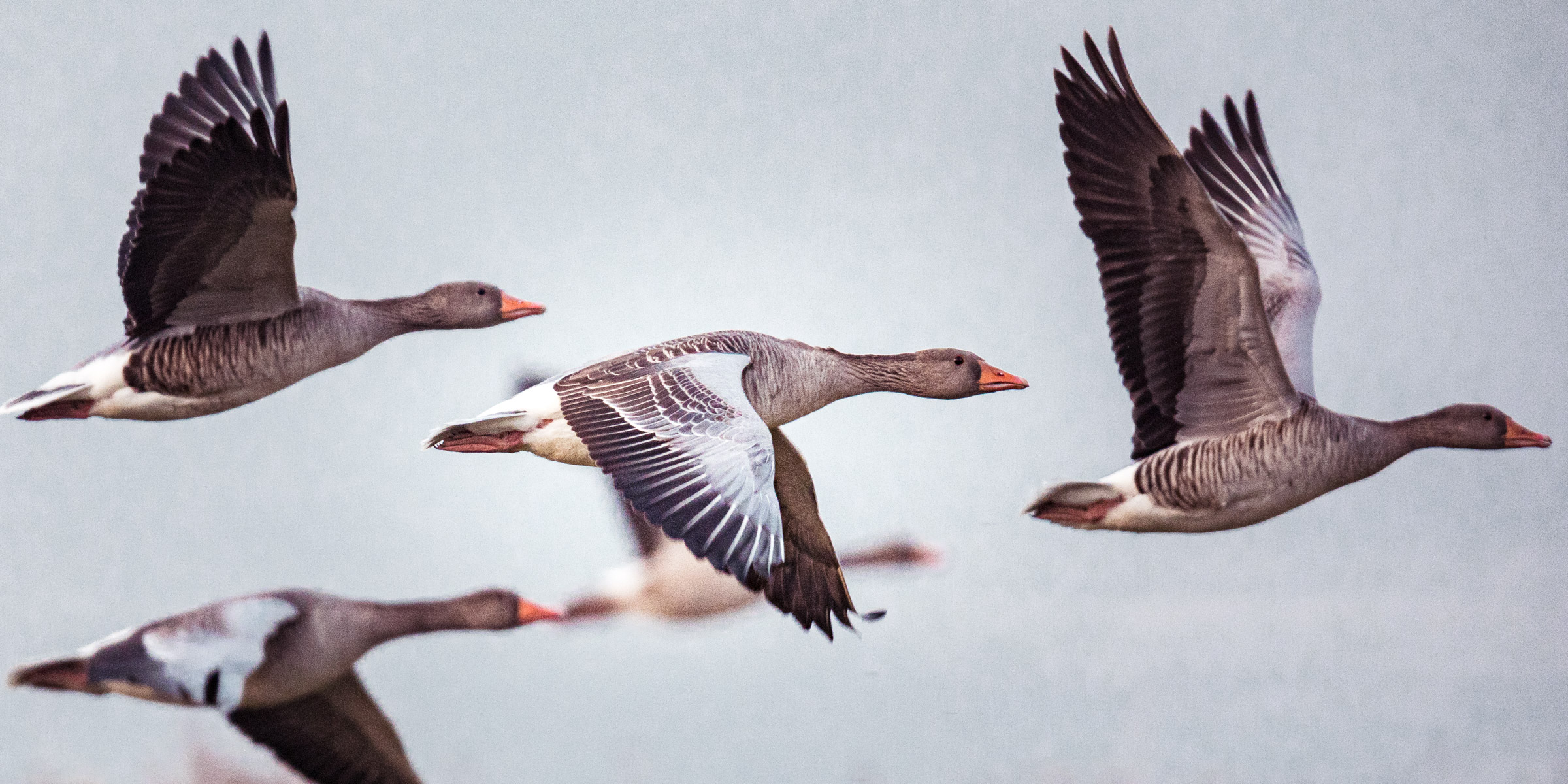 Geese in flight