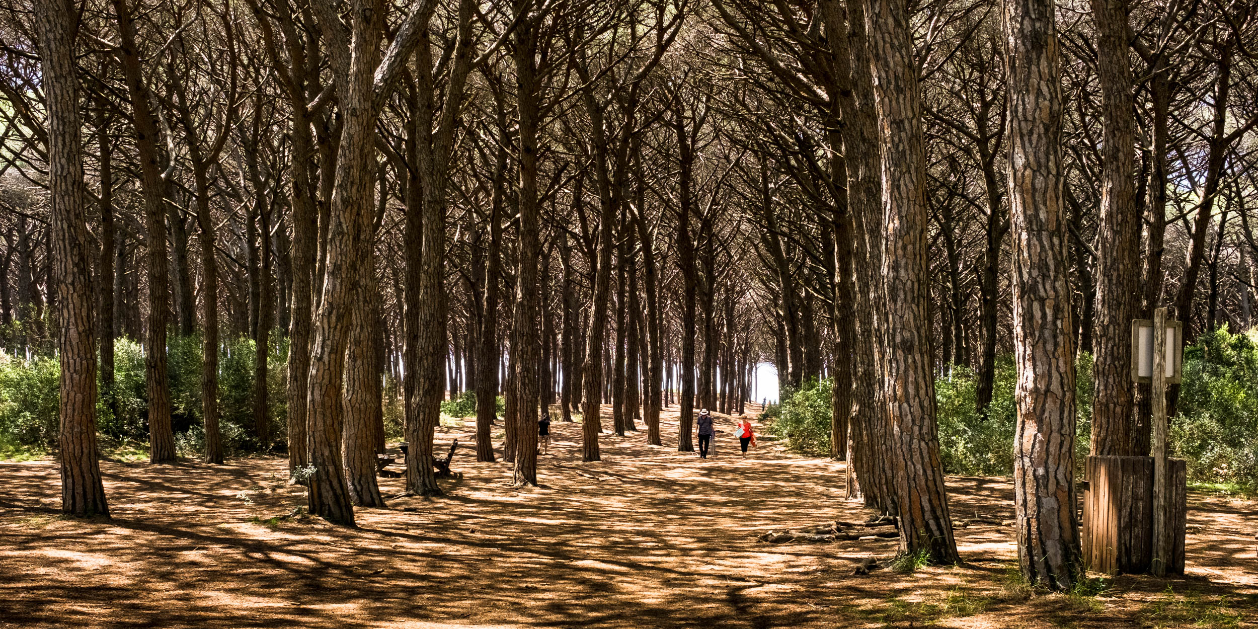 Kiefernwald mit interessanten Schattenspielen
