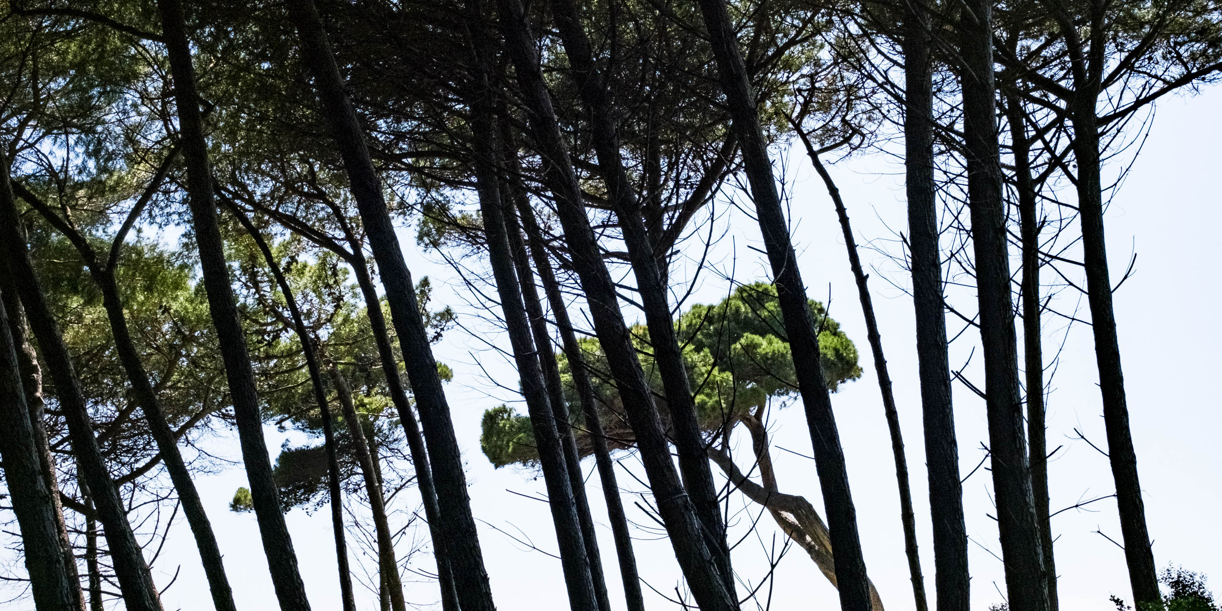 Kiefernwald in der Toskana