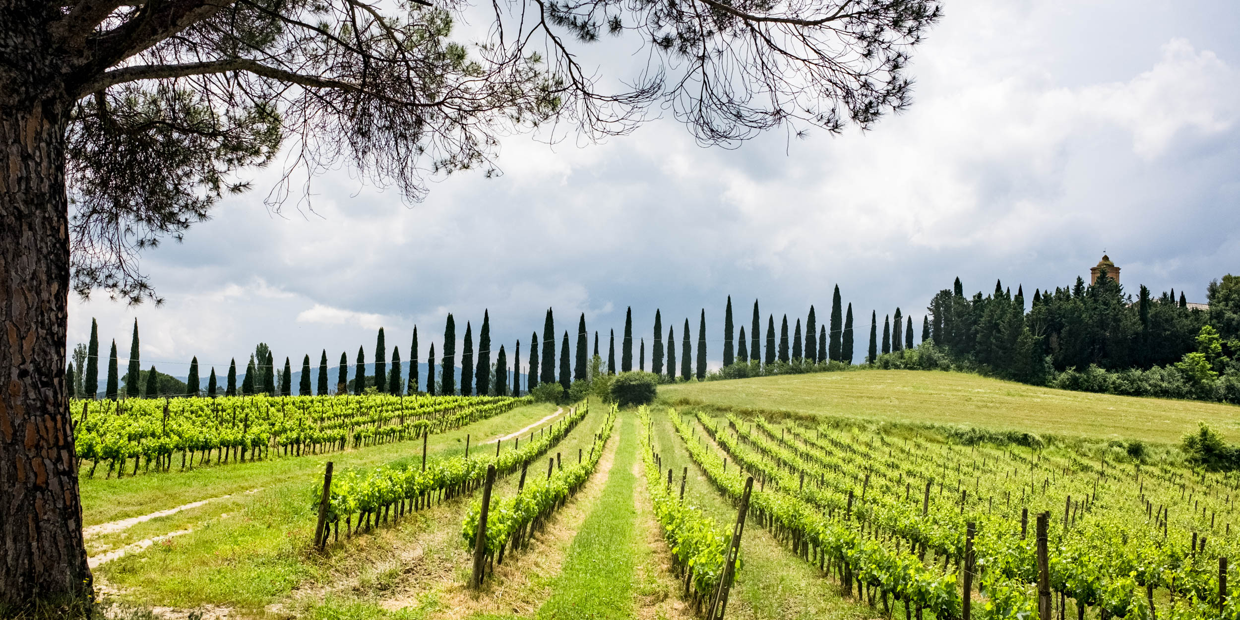 Toskanische Kulturlandschaft mit Wein und Zypressen